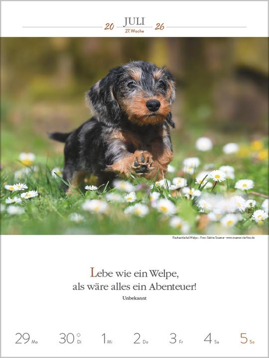 Produktbild Literaturkalender Hunde 2026 (Spezial)
