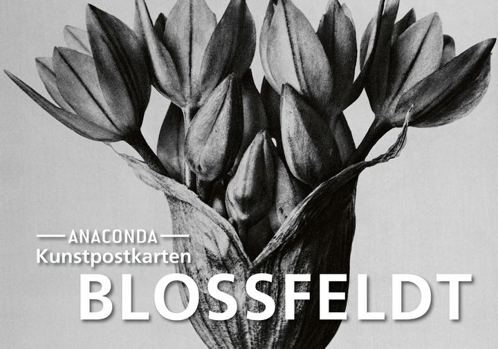 Produktbild Postkarten-Set Blossfeldt (1 Stk.)