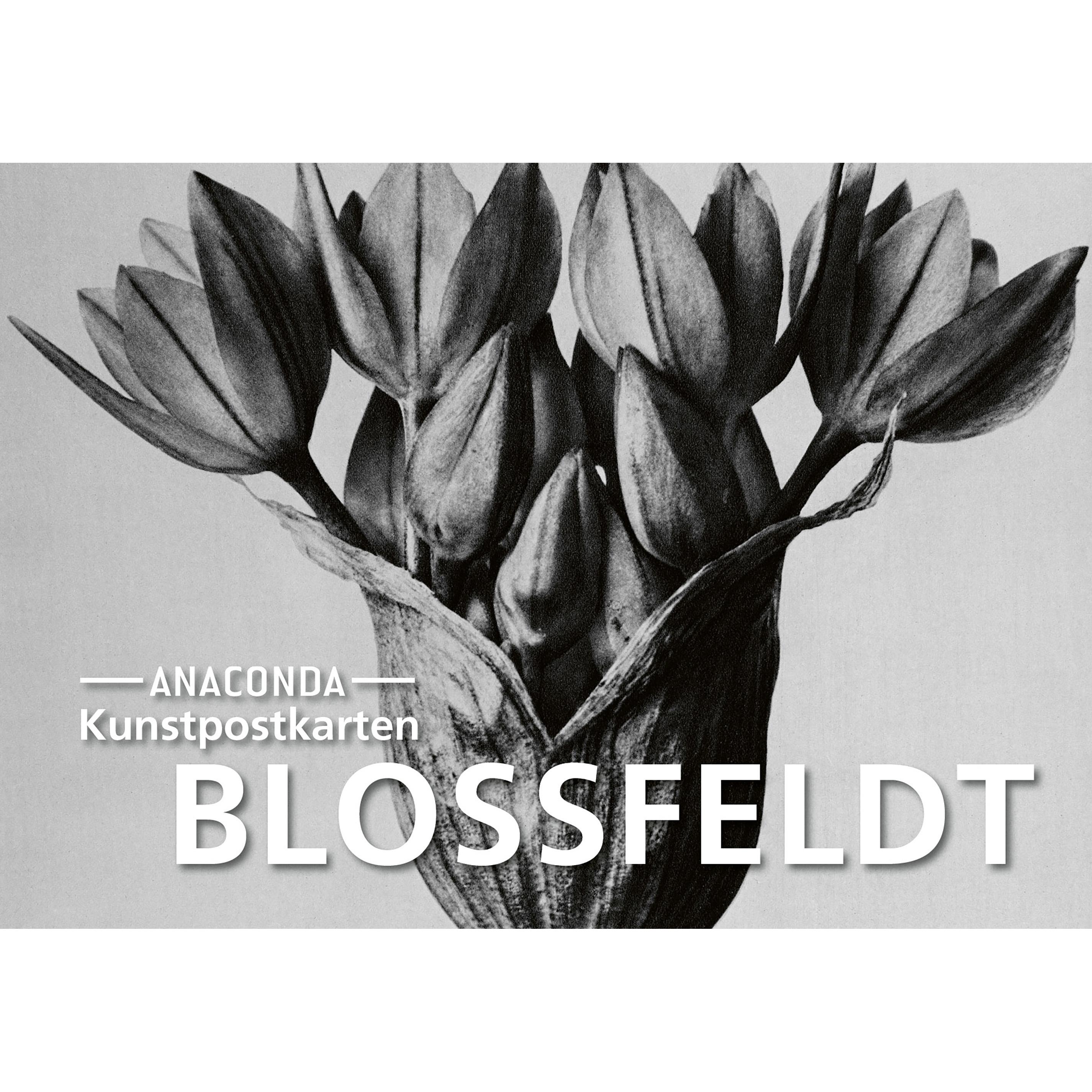 Thumbnail - Anaconda, Grusskarte + Briefpapier, Postkarten-Set Blossfeldt (20 Stk.)