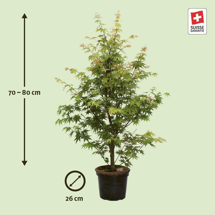 Immagine prodotto Zulauf Japanischer Fächer-Ahorn / Acer palmatum 'Osakazuki' (80 cm)