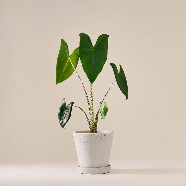 Mary and Plants Elephant Ear (55 cm)