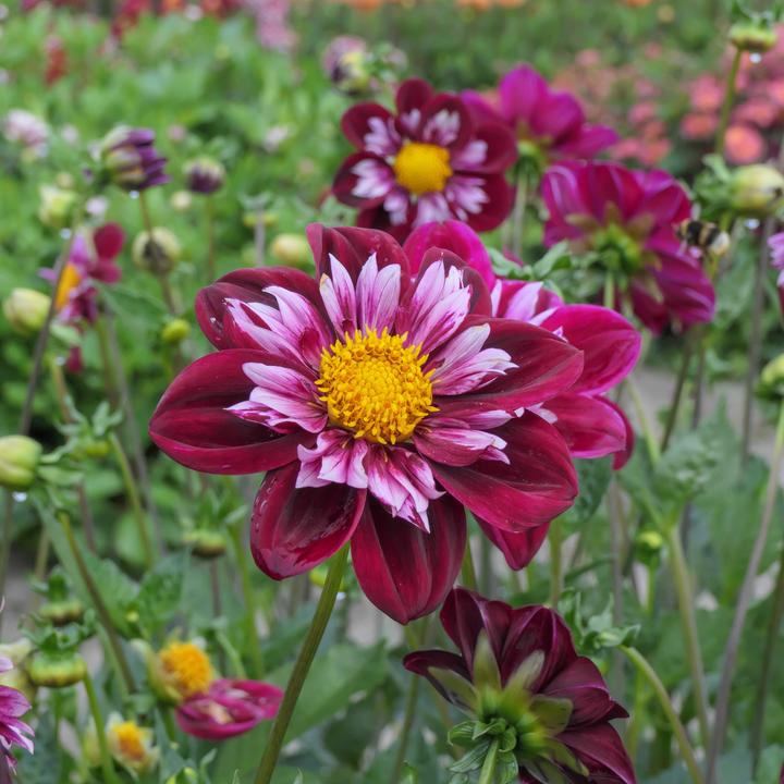Actual product image Plant in a Box Dahlia Mary Evelyn - Set of 3 dahlias (10 cm)