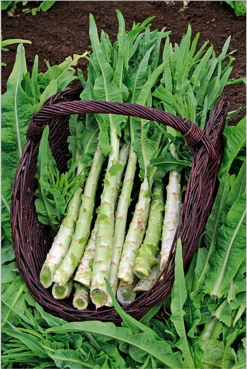 Image du produit Zollinger Bio Salade d'asperges (Germes)