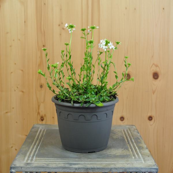 Säntispracht Set of 3, Carpathian watercress