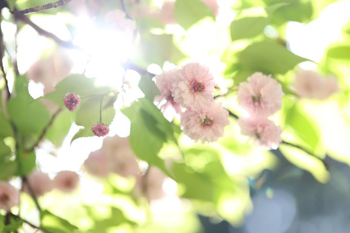 Produktbild Canon RF 85mm F1.4 L VCM (Canon RF, Vollformat)