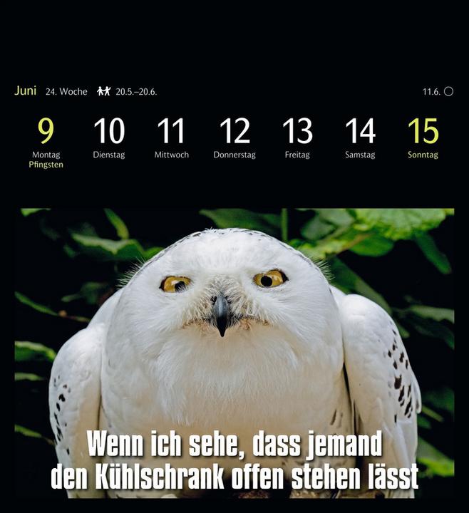 Produktbild Harenberg Animal Memes Postkartenkalender 2025 - 53 tierisch witzige Postkarten (16 x 17.5 cm, Kein Einband, Englisch, Deutsch)