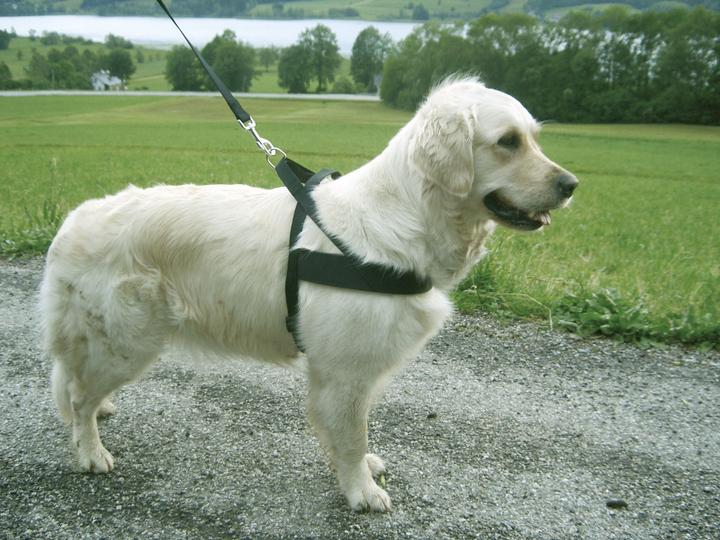 Immagine prodotto Kerbl Imbracatura per cani Miami Plus (60, 62, 68, Cane, Sport cane)