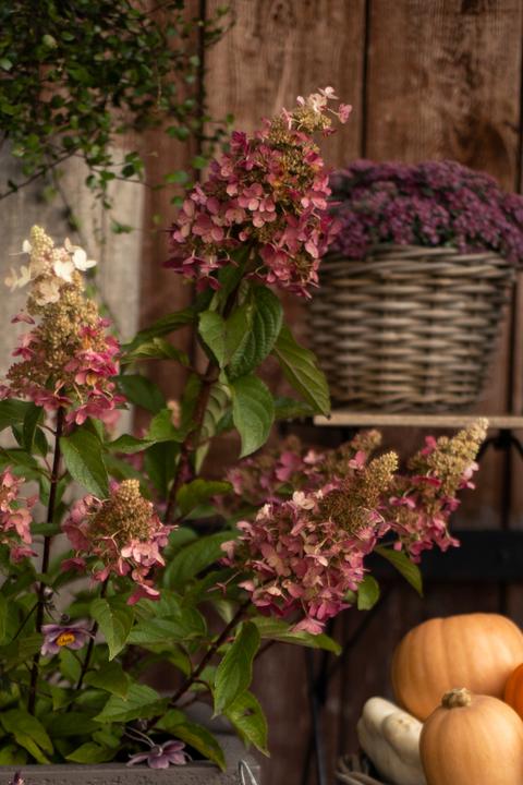 Produktbild Säntispracht Die farbwandelnde Rispenhortensie - Hydrangea paniculata 'Pinky-Winky' (200 cm)