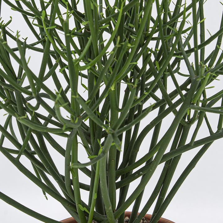 zebra kaktus pflege Zebra Plant 'Haworthia fasciata' main image 1