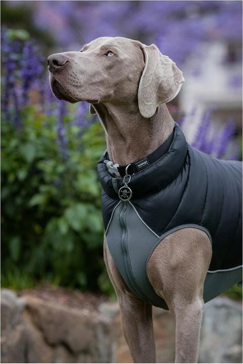 Image du produit Red Dingo Puffer jacket Black/Grey 45cm (45, Manteau pour chien)