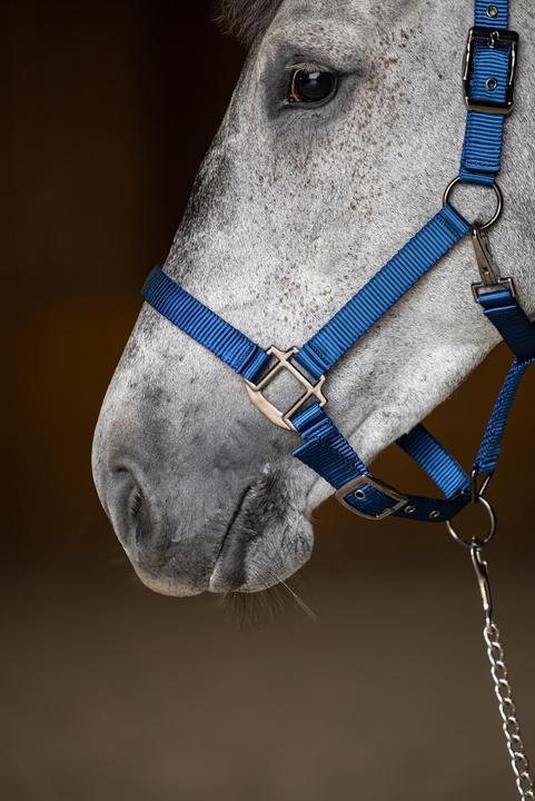 Produktbild HFI Master Pferdehalfter aus Nylon