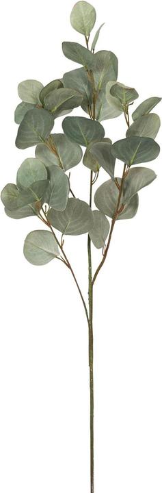 Immagine prodotto Botanic-Haus Ramo di eucalipto (87 cm)