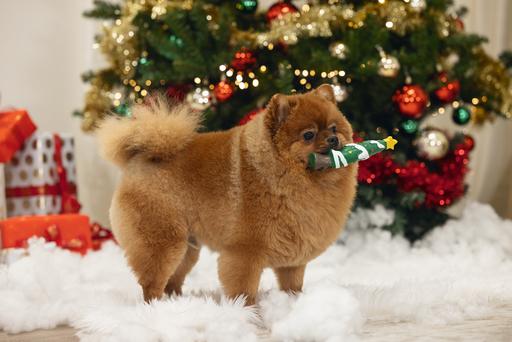 Immagine prodotto Beeztees Weihnachtsbaum Piek (Giocattolo di attività per cani)