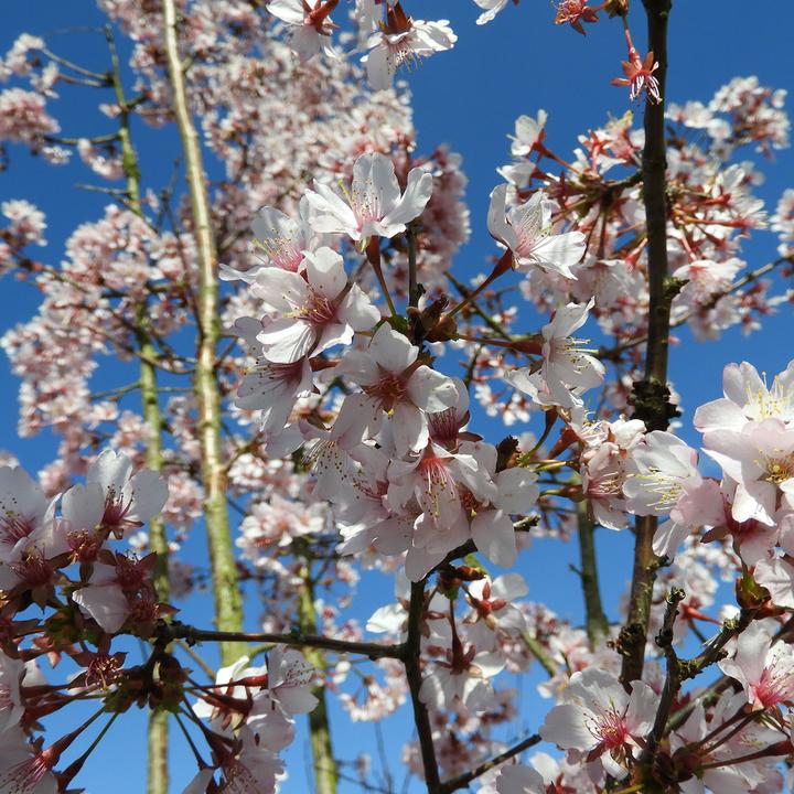 Produktbild Zulauf Kurilen-Kirsche / Prunus nipponica 'Ruby' (80 cm)
