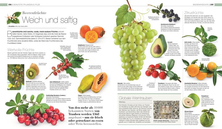 Actual product image DK Bibliothek. Pflanzen & Pilze (German, Andreas Held, Dr Chris Clennett, Dr Sarah Jose, John Farndon, Lynne Boddy, Tim Harris, 2025)