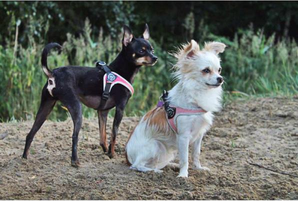 Image du produit Tre Ponti Harnais réglable pour chien (L, Chien, Promenade)
