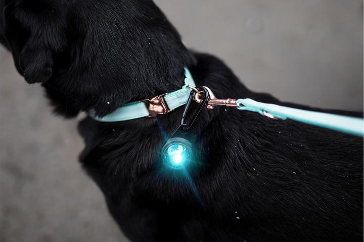 Image du produit Orbiloc Safety Light Dog Dual (Taille unique, Chien)