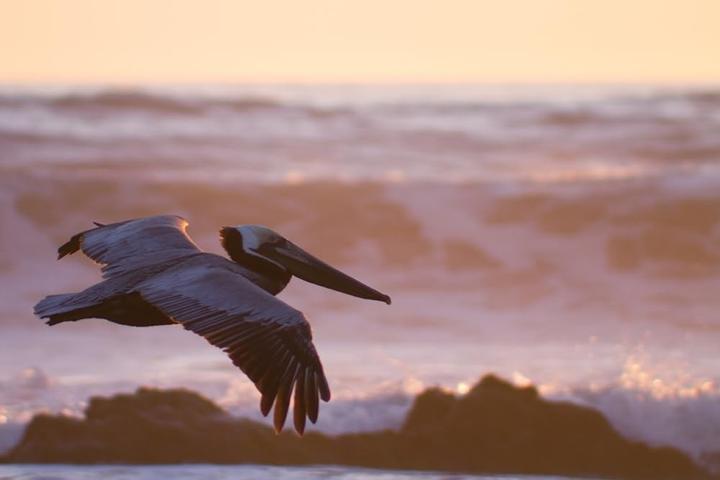 Image du produit Canon EF 75-300mm f/4.0-5.6 III (Canon EF, APS-C / DX)