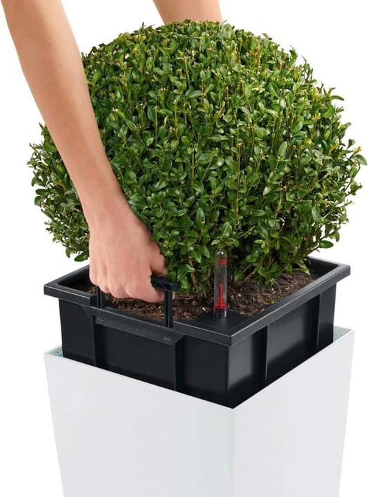 Actual product image Lechuza Cubico Color (39.50 cm)