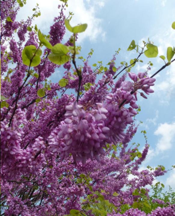 Produktbild Tropica Liebesbaum - Judasbaum (Cercis siliquastrum) (Pflanzensamen)