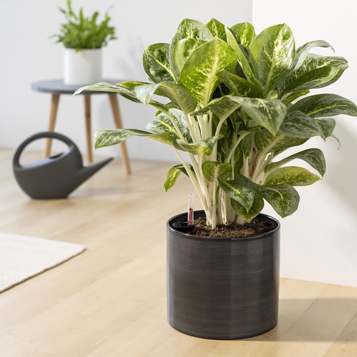 Actual product image Scheurich Wateringsystem