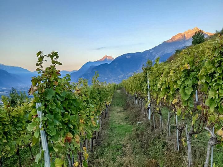 Actual product image Smartbox Wine tasting in a duo with a board to share and a walk through the vineyards near Sion (2 pers.)