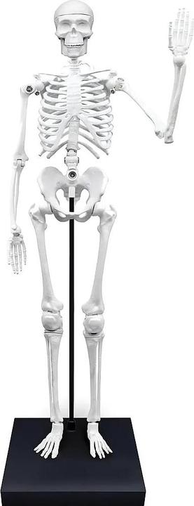 Actual product image Buki SQUELETTE 85 CM