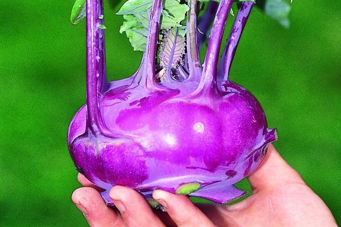 Produktbild Zollinger Bio Kohlrabi, Blaue Speck (Keimlinge)