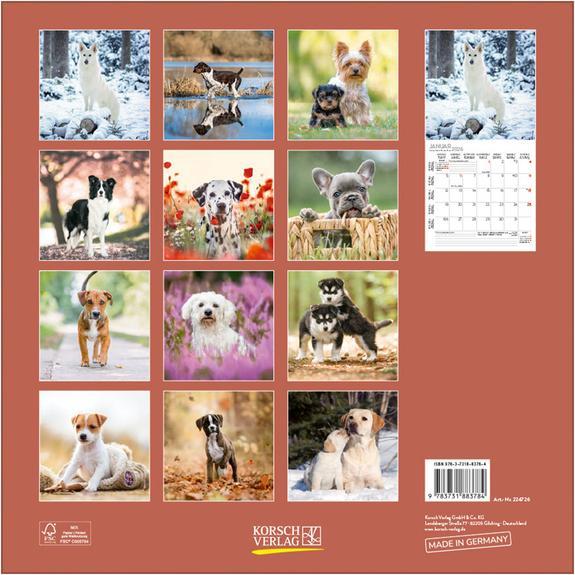 Produktbild Dogs 2026 (30 x 30 cm)