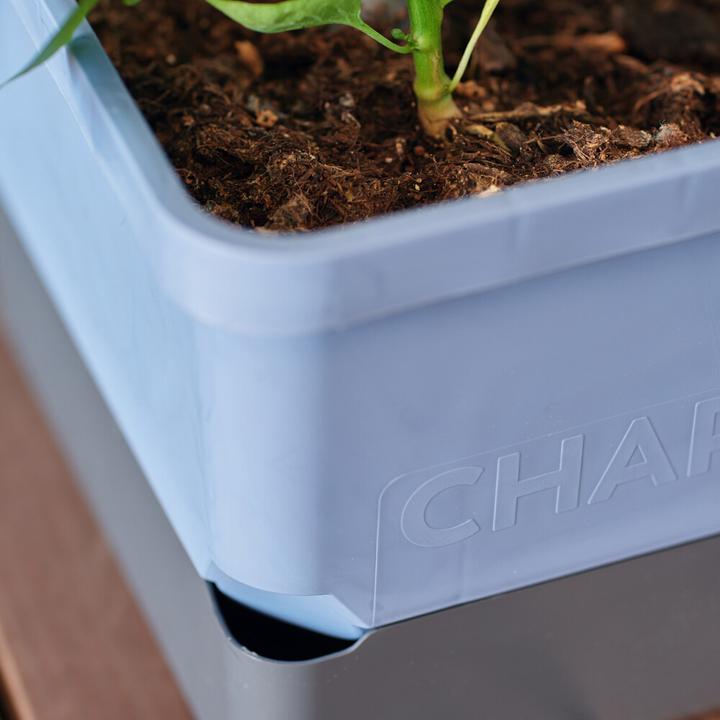 Produktbild Gusta Garden Charly Chili (35 cm)