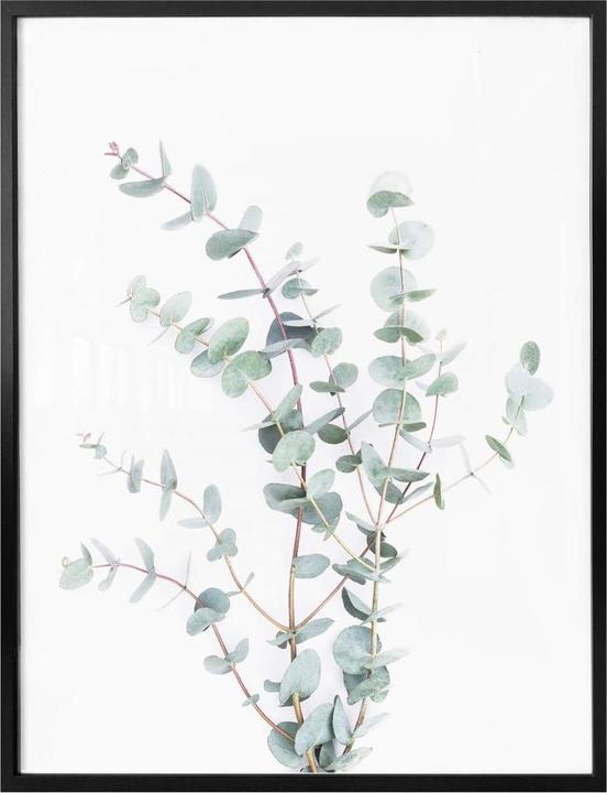 Produktbild Trenddeko Eukalyptuszweig (80 x 100 cm)