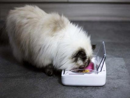 Actual product image SureFeed Food dispenser (0.40 l)