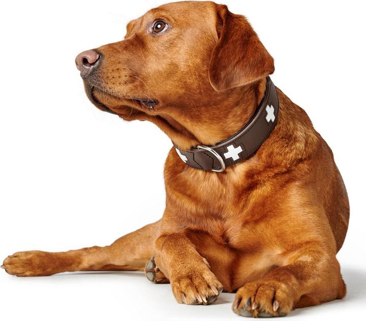 Actual product image Hunter Collar Swiss genuine leather (47, 48, 49, 50, 52, 54, Dog, General)