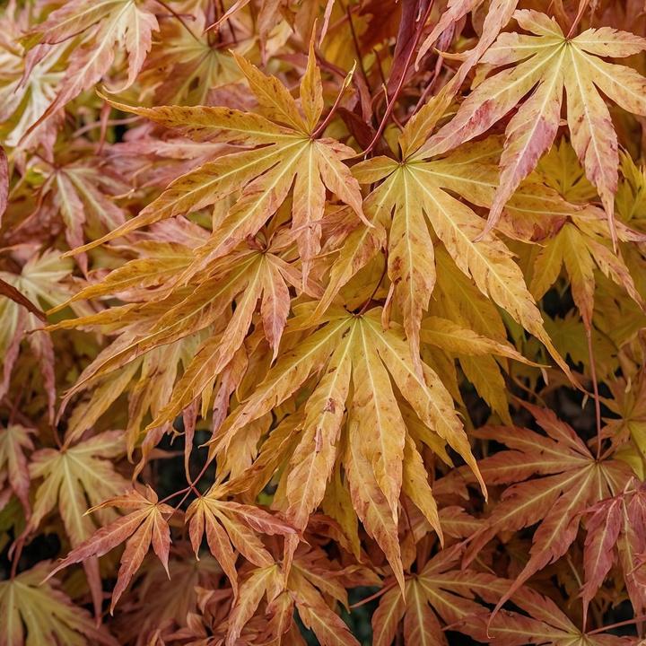 Immagine prodotto Plant in a Box Acer palmatum 'Cascade Gold' - Acero giapponese (80 cm)