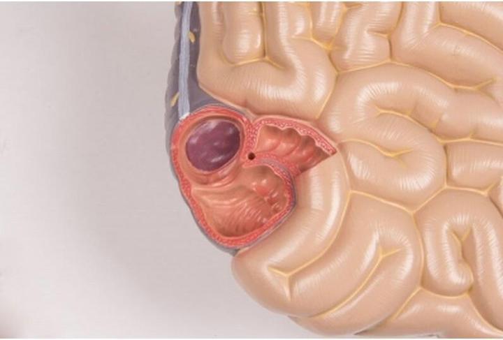 Immagine prodotto Erler Zimmer Modello anatomico del busto con schiena aperta (40 x 23 x 88 cm)