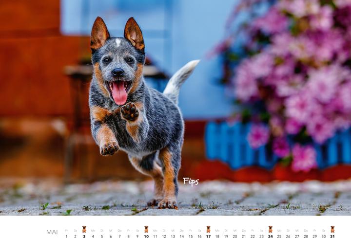 Produktbild Tierkinder auf dem Bauernhof Kalender 2026 (Harter Einband, Deutsch)