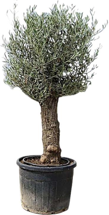 Produktbild Meier Oberzeihen Olivenbaum Mini knorrig