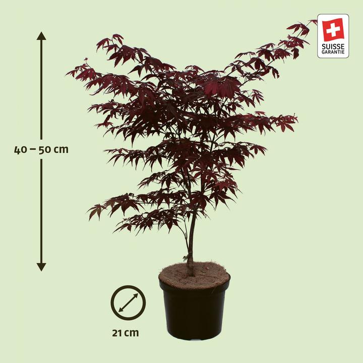 Actual product image Zulauf Japanischer Fächer-Ahorn / Acer palmatum 'Bloodgood' (50 cm)