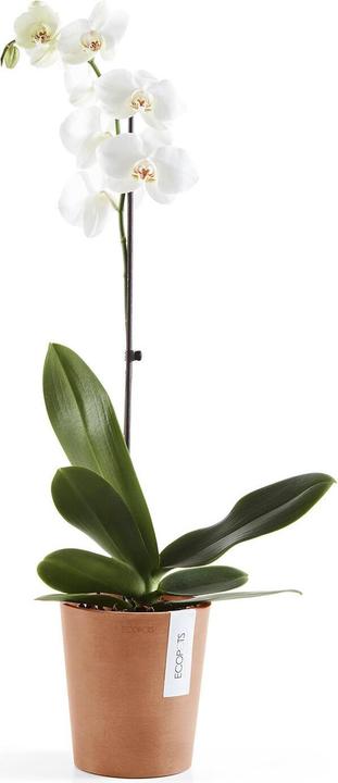 Produktbild Ecopots Morinda