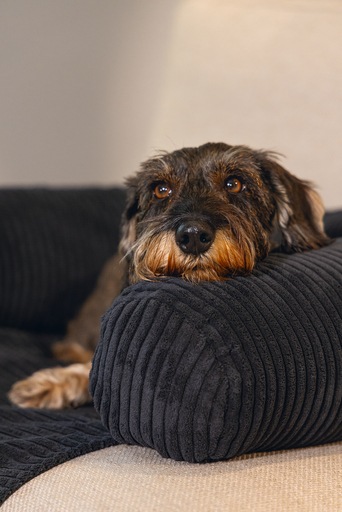 Productafbeelding Designed by Lotte Geribbeld (Hond)