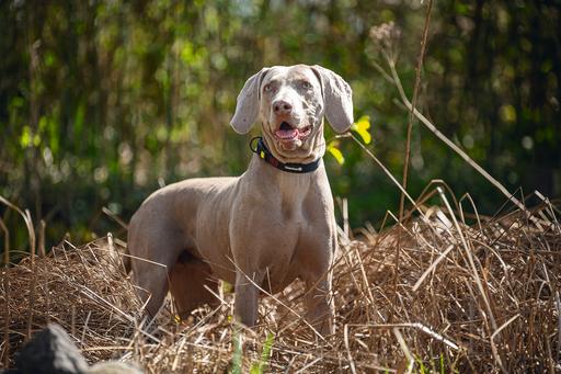 Actual product image Beeztees Bz Premi Halsbd Parinca Sw 45- (45, 46, 47, 48, 49, 50, Dog, General)