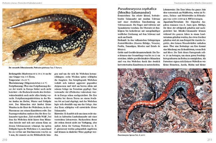 Image du produit Molche und Salamander (Allemand, Henry Janssen, Frank Pasmans, Sergé Bogaerts, Max Sparreboom, 2016)