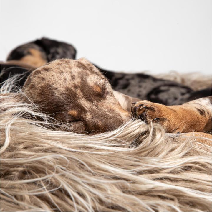 Image du produit Cloud 7 Pouf Yeti (Chien)