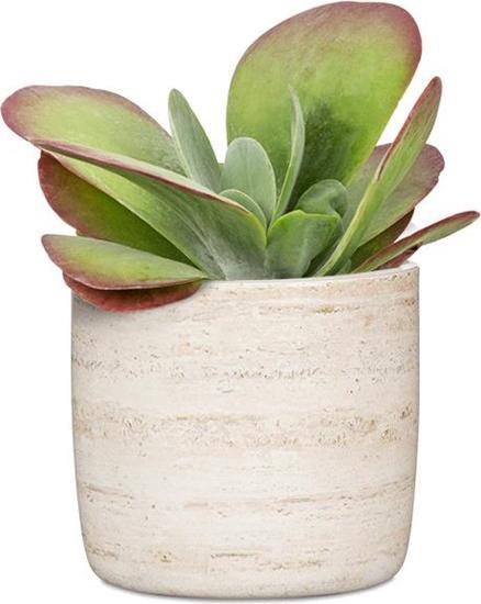 Actual product image Scheurich Flower pot 69668, ceramics, beige (15 x 13.60 cm)