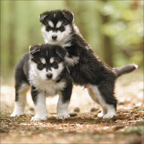 Produktbild Dogs 2026 (30 x 30 cm)