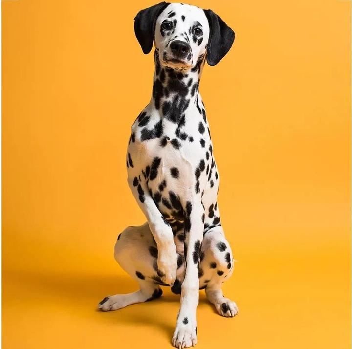 Produktbild Savage Hintergrund 1.35 x 11 m Marmeladenorange (135 cm)