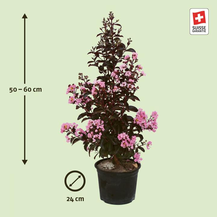 Produktbild Zulauf Kreppmyrte / Lagerstr. indica 'Rhapsody Pink' (60 cm)