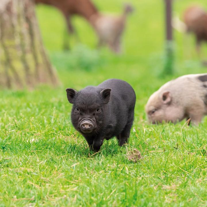 Produktbild Piggies/Schweinchen 2024