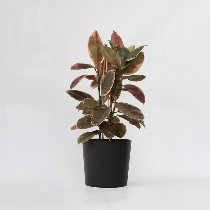 Produktbild Plant in a Box Ficus Elastica Belize - Gummibaum (75 cm)