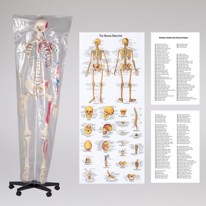 Immagine prodotto tectake Anatomia scheletrica